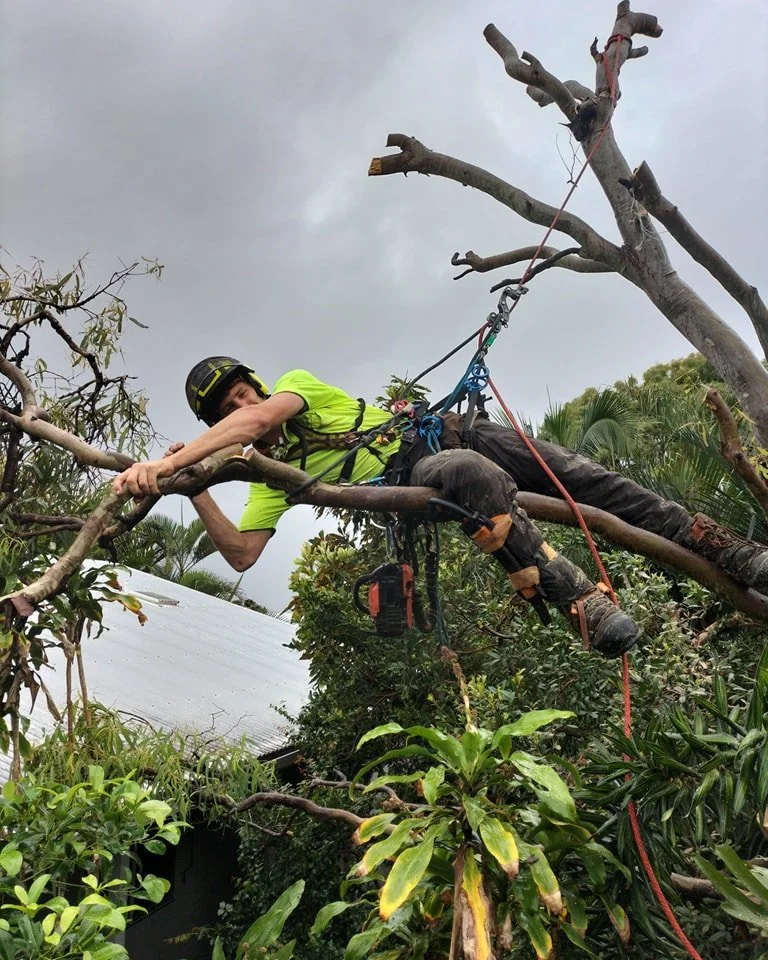 Tree Removal Service | Sunshine Coast Qualified Arborists — Greenish ...