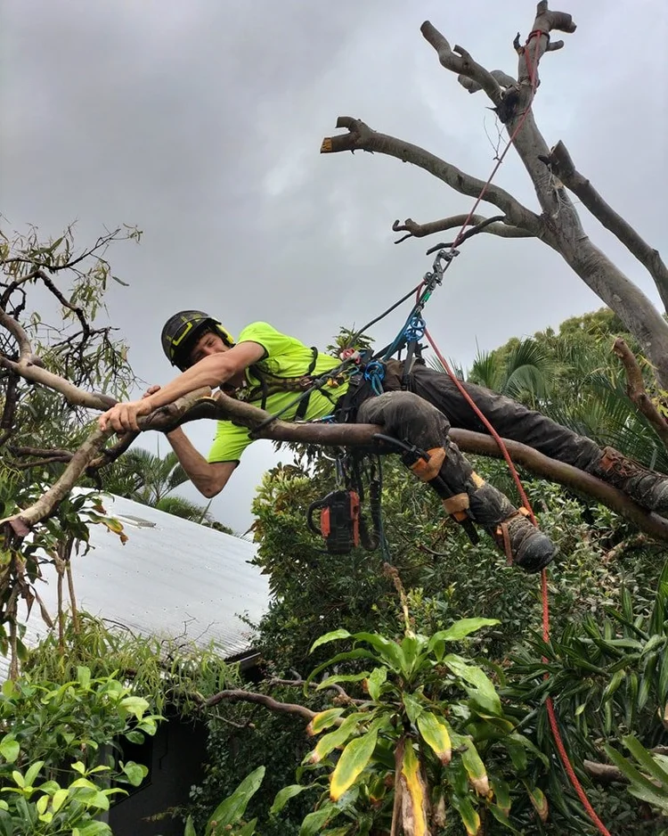 Tree Removal Service | Sunshine Coast Qualified Arborists — Greenish ...