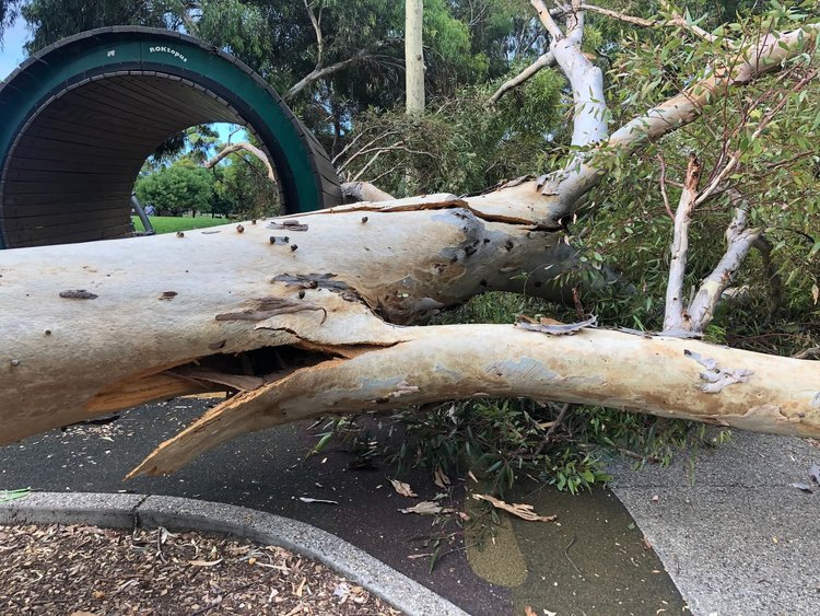 A Friendly reminder to keep safe out there with current weather forecast. We're most likely to see branch or even entire tree failure during severe weather events such as tropical cyclones. Tips to keep out of trouble in severe winds:

- Stay indoors