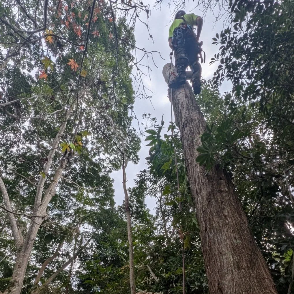 🌳 Get Your Trees Ready for Spring &ndash; Prep Like a Pro! ❄️➡️🌱
Before Spring growth kicks in, it&rsquo;s the perfect time to prepare your trees for the season ahead. Here&rsquo;s what to focus on now:

🔍 Inspect for Damage &ndash; High wind and 
