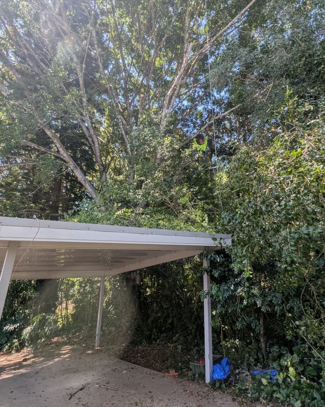 Very large Ficus removal around a small carport with little access. A couple of days work in this giant. The roots likely to have spread not only into the neighbours property but also the neighbours neighbours and even further!