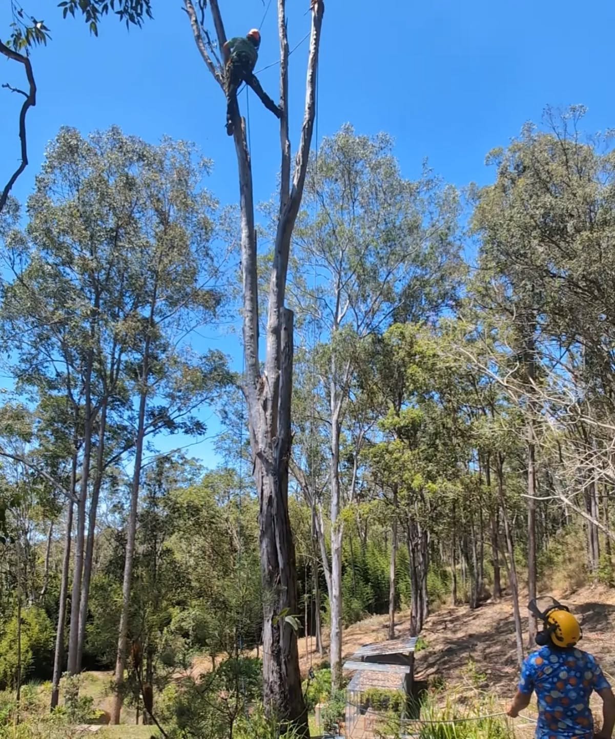Time to start thinking about storm season! 
Removal of any larger branches overhanging assets is always recommended. If you have anything niggling that you'd like an opinion on, get in touch for a free assessment/quote!

Arlo, Charlie &amp; Co
049345