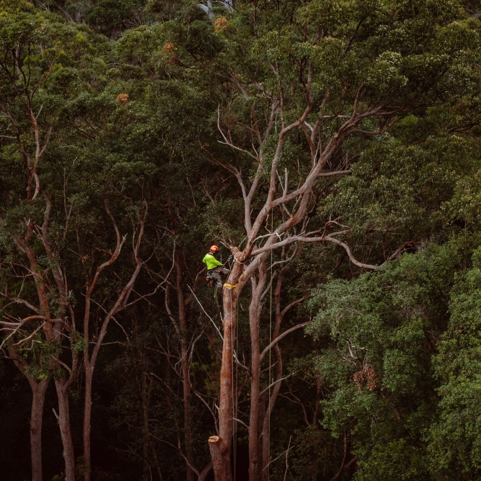 Seeking Skilled/Qualified Climbing Arborist!
We're looking for another team player, tree walker and all round legend to join our team.

Required: 
- Great attitude
- Some skills
- Some climbing experience
- Industry knowledge
- Willingness to learn 
