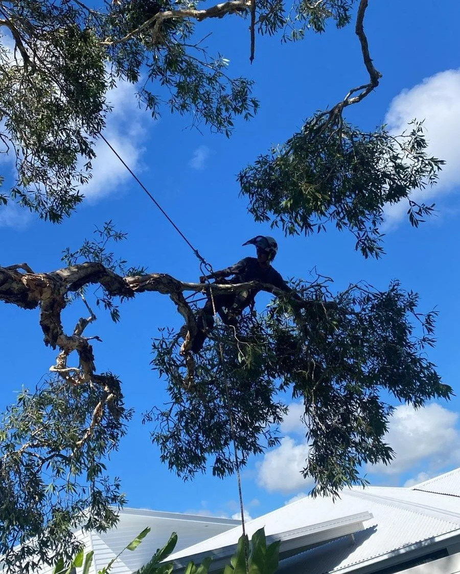 ✂️ We trim trees, not corners.

At Greenish Tree Care, we shape, thin, and tidy your trees so they stay healthy and strong &mdash; not wild and plotting against your fence.

Servicing Noosa and surrounds.
Friendlyish. Professionalish. Greenish 😁

Ar