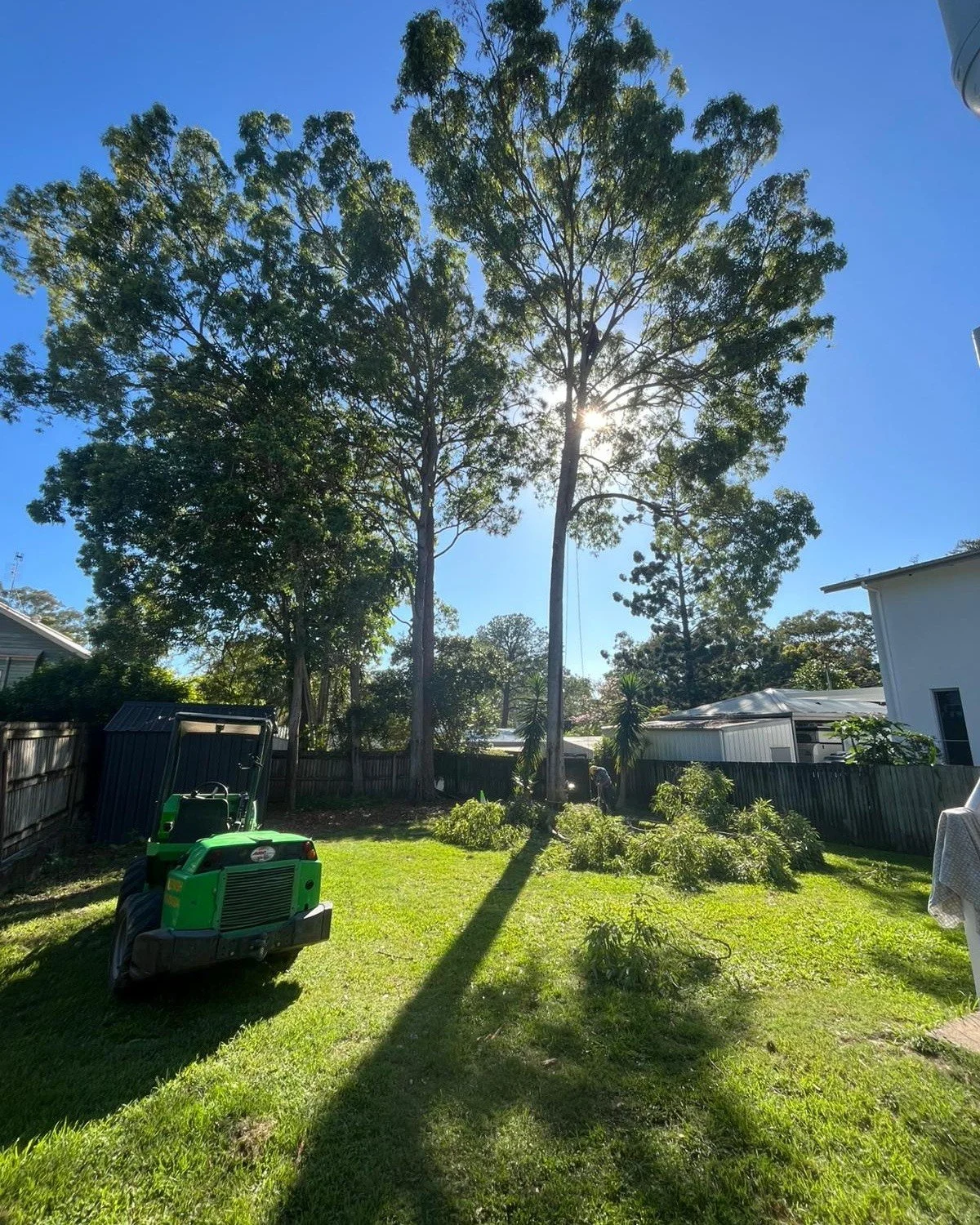 What do you think?🌳 Tree Myth #1: &ldquo;Topping a tree keeps it smaller and safer.&rdquo;

❌ Myth
Cutting the top off a tree (topping) will control its size.

✅ Reality
Topping actually causes trees to grow faster, weaker shoots, which can make the