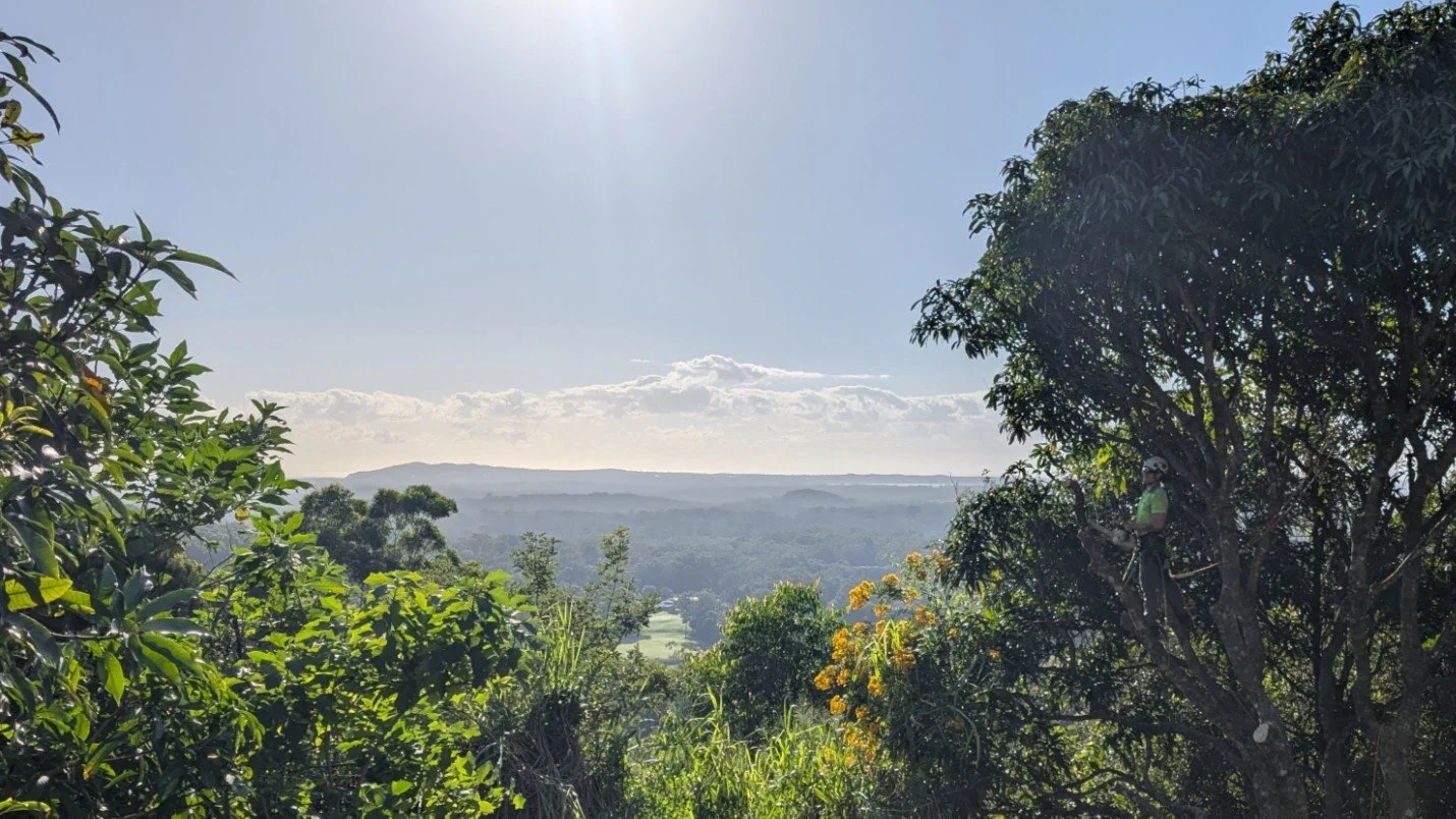 💸🌳 Want to save money on tree work? Read this before things get expensive&hellip;

Most costly tree jobs we see around Noosa and surrounds start with one sentence:
&ldquo;I thought I&rsquo;d leave it for a bit&hellip;&rdquo; 😅

Here&rsquo;s how to