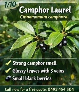 We're rolling out the top 10 most invasive species of trees on our coast. Watch this space!
🌿 1/10 &ndash; Camphor Laurel (Cinnamomum camphora)

🌳 Invasive Tree: Camphor Laurel (Cinnamomum camphora)

One of the most aggressive invasive trees on the