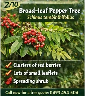🌿Top invasive species: 2/10 &ndash; Broad-leaf Pepper Tree (Schinus terebinthifolius)

🌳 Invasive Tree: Broad-leaf Pepper Tree (Schinus terebinthifolius)

Fast-growing and highly adaptable invader found across the region.

How to identify it:
🍃 Ma