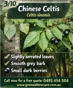 🌿Top invasive species: 3/10 &ndash; Chinese Celtis (Celtis sinensis)

🌳 Invasive Tree: Chinese Celtis (Celtis sinensis)

A common urban escapee now invading natural areas.

How to identify it:
🍃 Slightly serrated leaves
🌳 Smooth grey bark
🫐 Smal