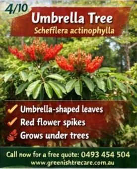 🌿Top invasive species: 4/10 &ndash; Umbrella Tree (Schefflera actinophylla)

🌳 Invasive Tree: Umbrella Tree (Schefflera actinophylla)

A once-popular ornamental now widespread in bushland.

How to identify it:
☂️ Umbrella-shaped leaf clusters
🔴 Re