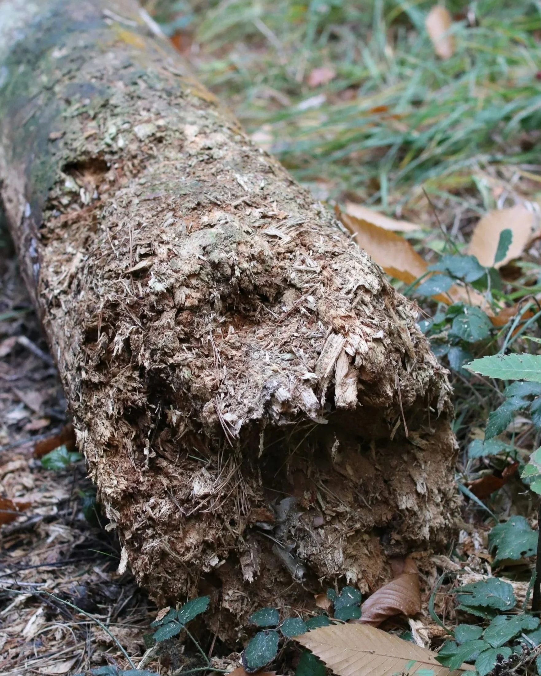rotting tree log bottom exposed after falling over on the ground