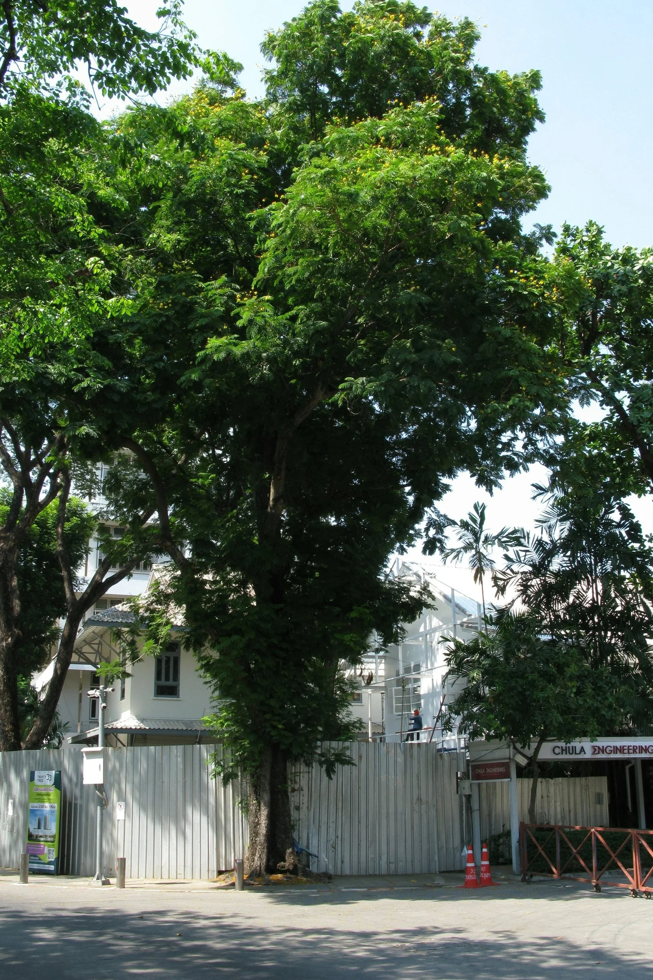 High risk trees near houses