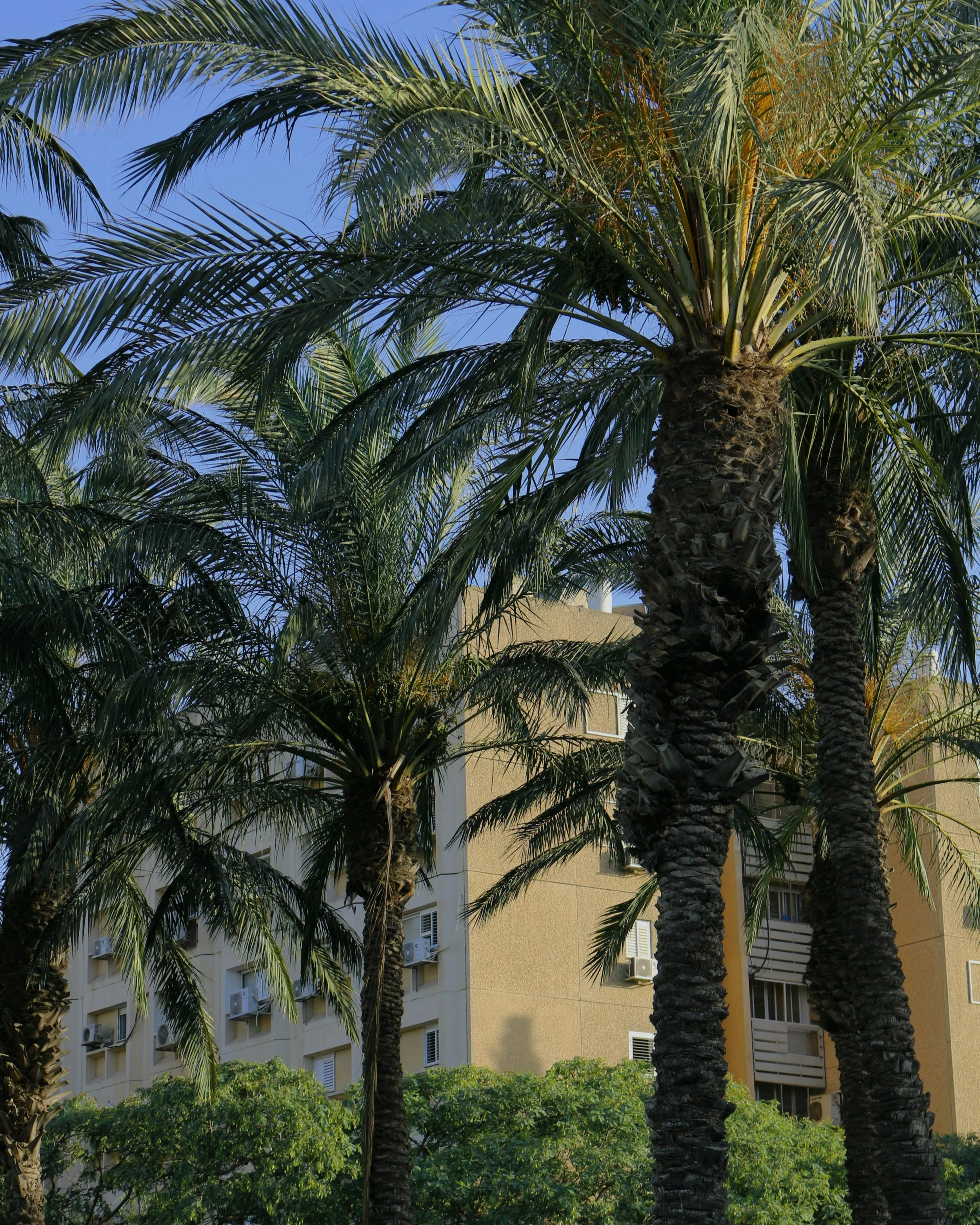 Tall palm tree in front of a hotel