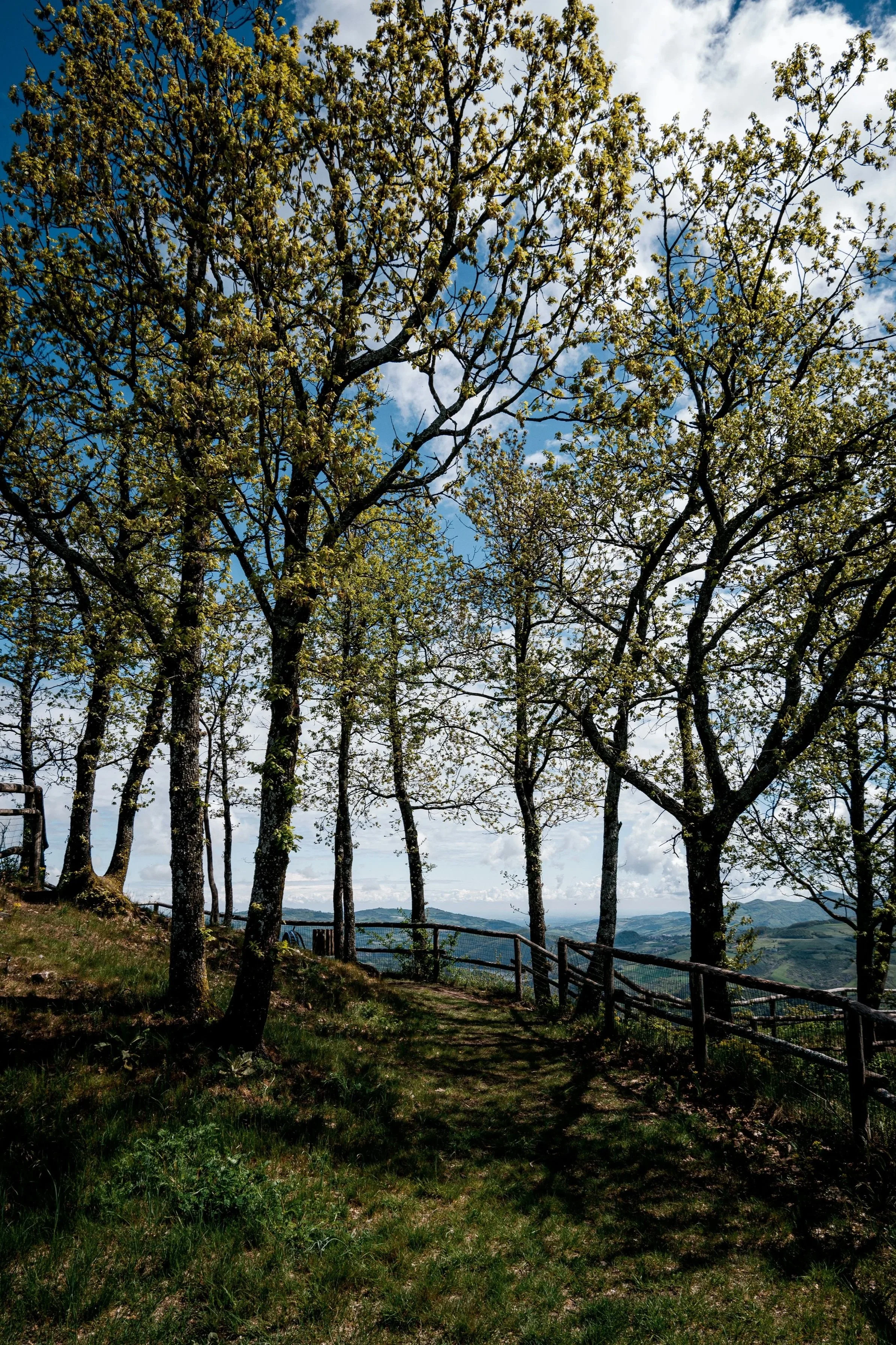 High risk trees on cliff face