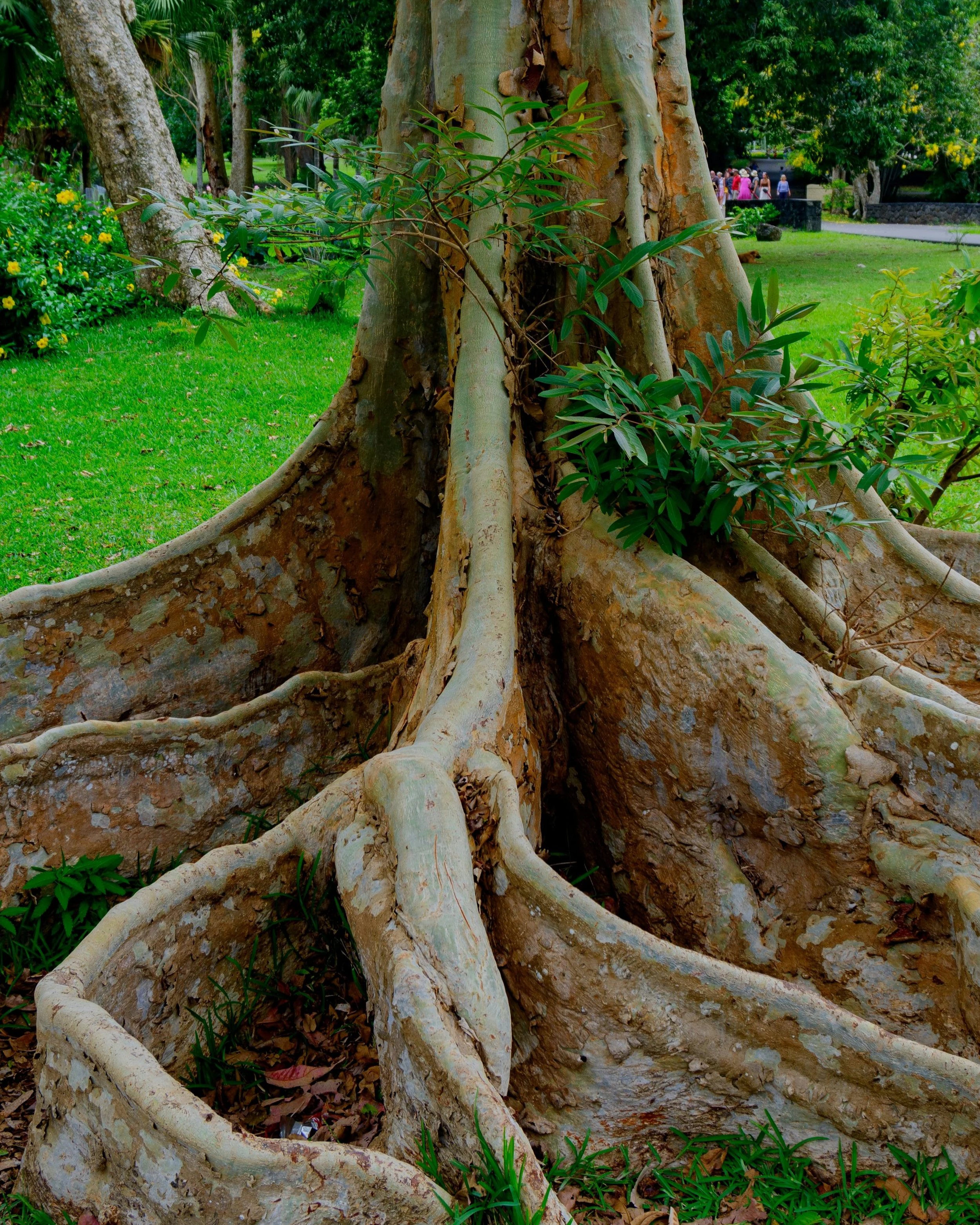 tree with big roots spreading out in a grass park