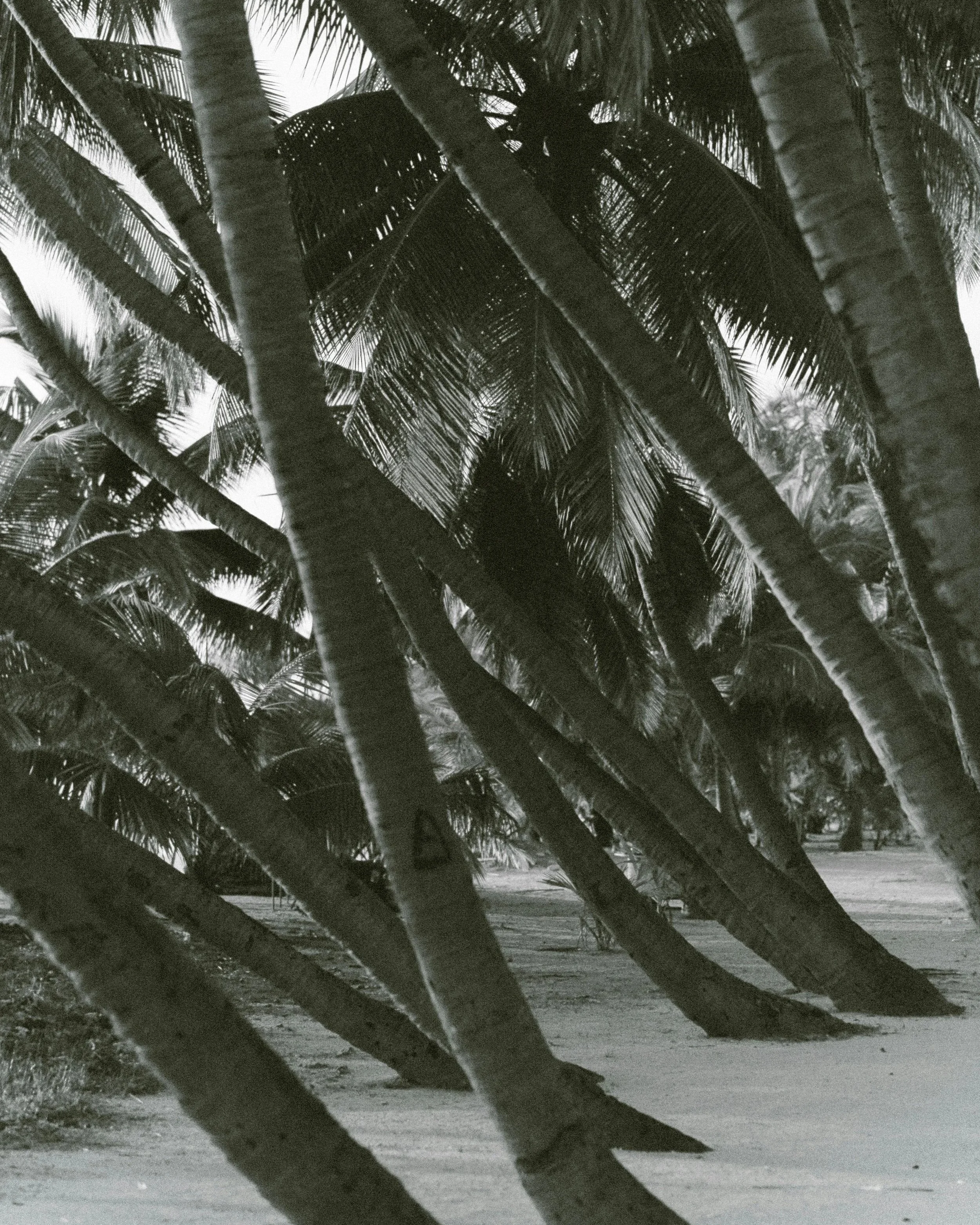 Several Palm tree leaning to one side from storm damage