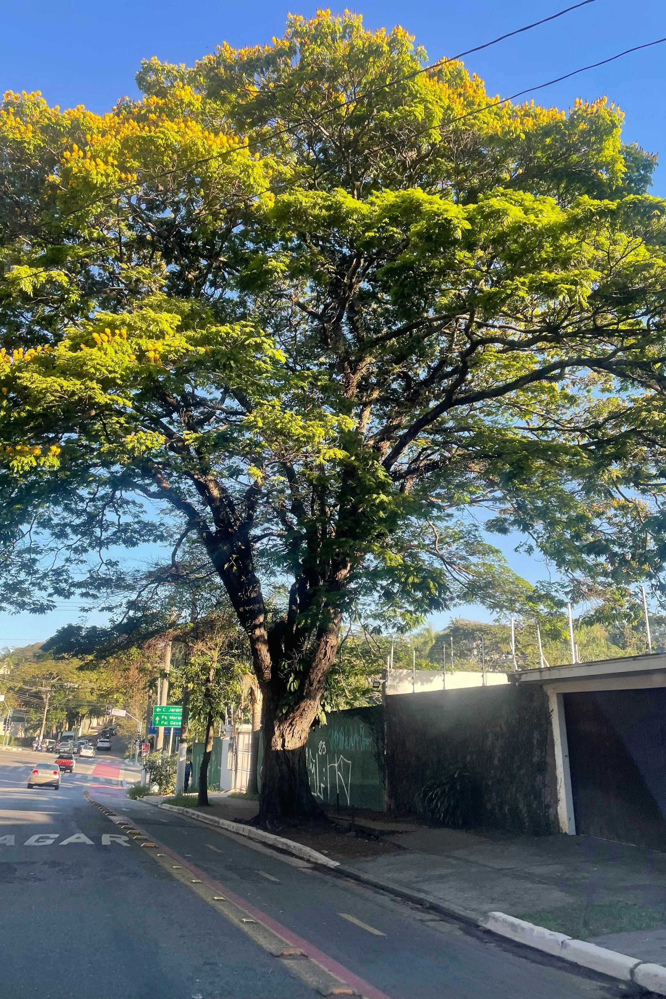 High risk trees near road