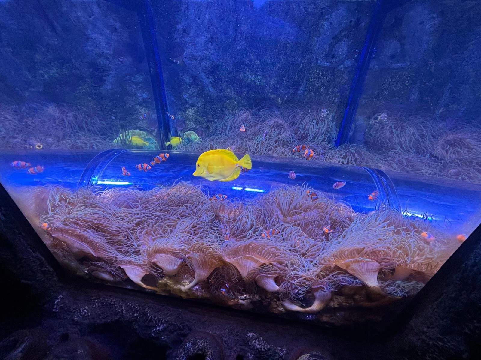 Lisa Cheng Above Physiotherapy