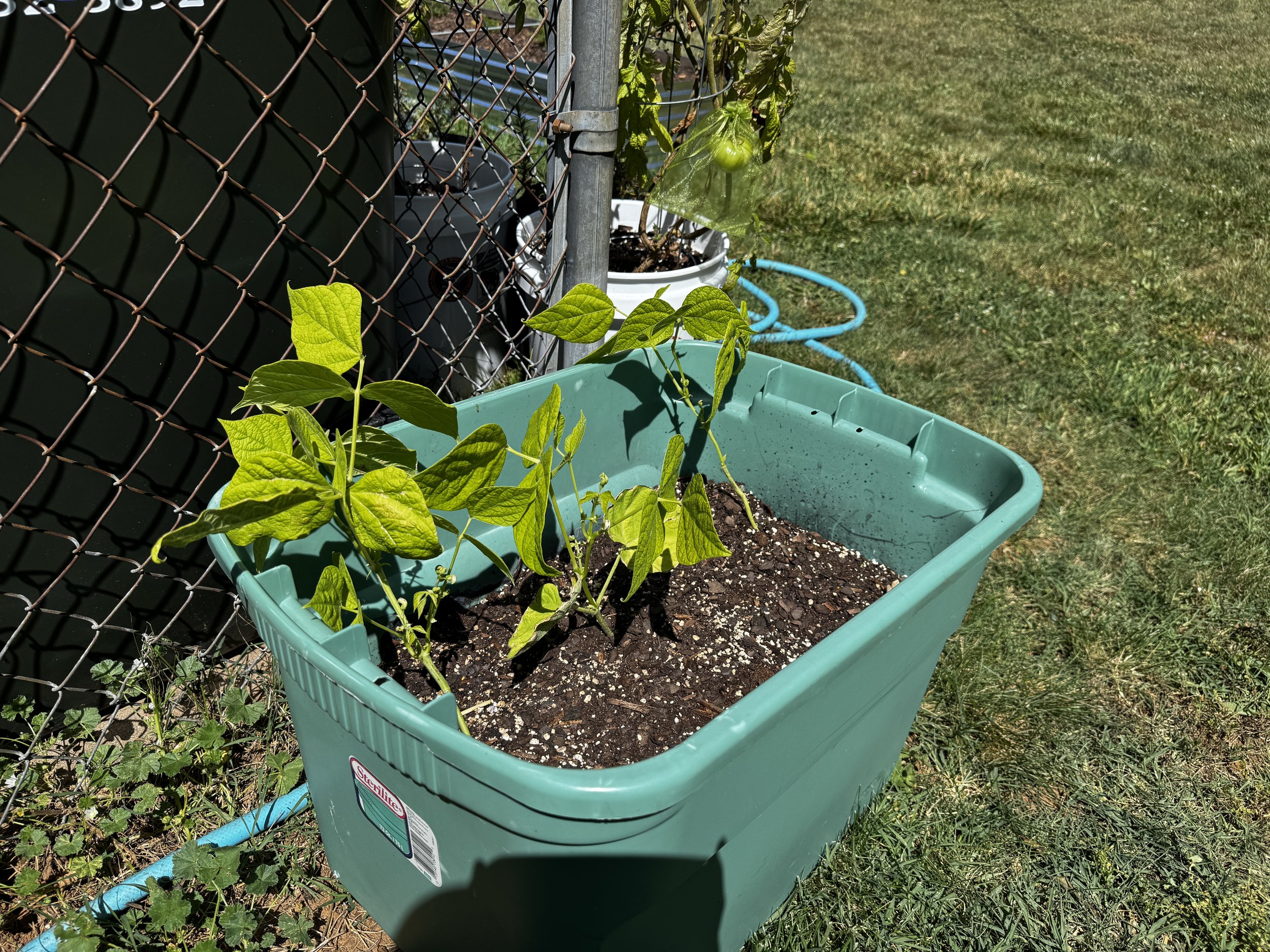 How to Grow Bush Beans: One of the Easiest Vegetables for Beginners