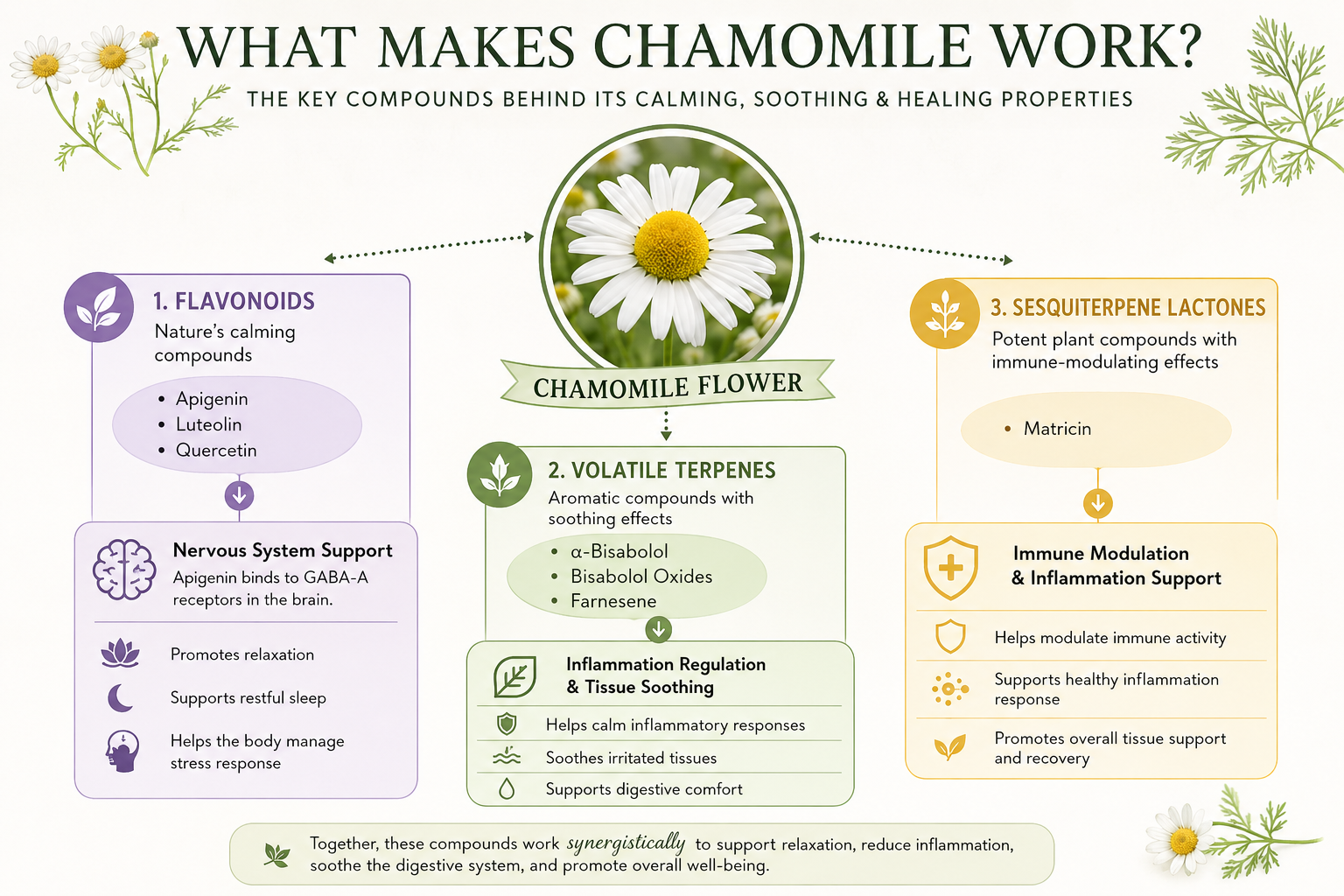 What Makes Chamomile Work?