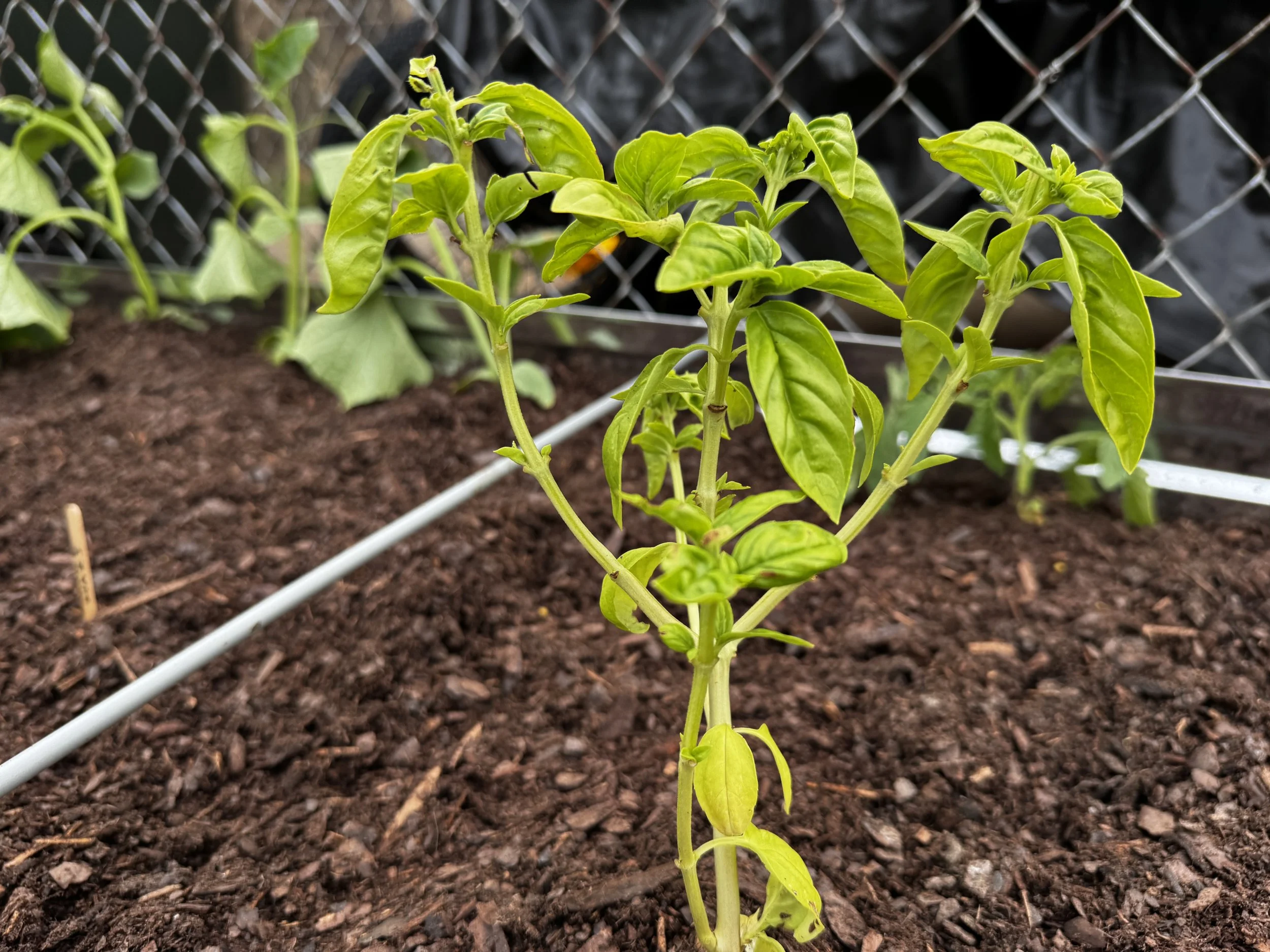 Why Is My Basil Turning Yellow?