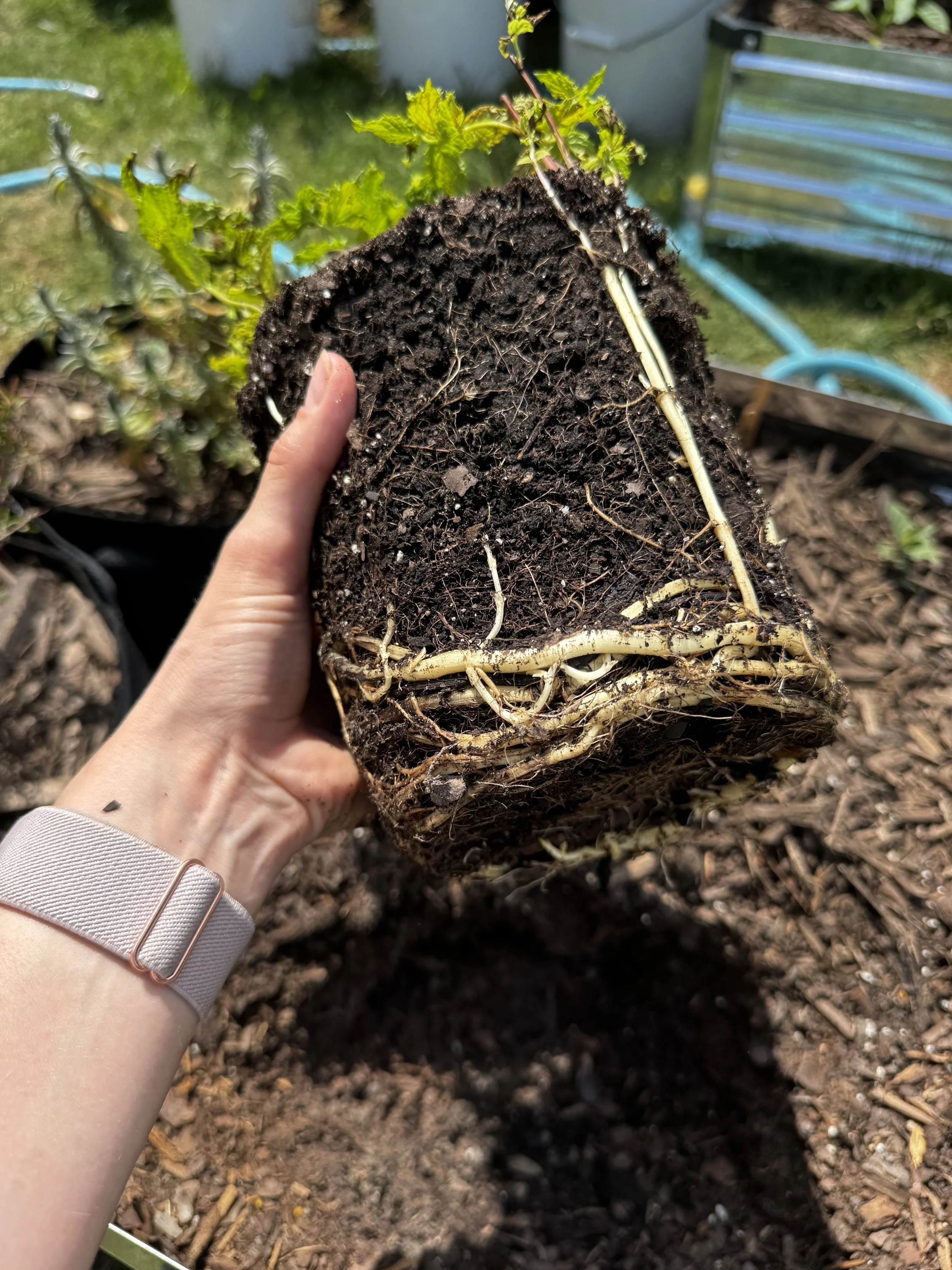 Why Rootbound Plants Stop Growing