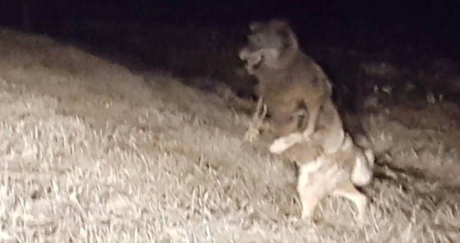 The Beast of Bray Road: What Did Danny See That Night?