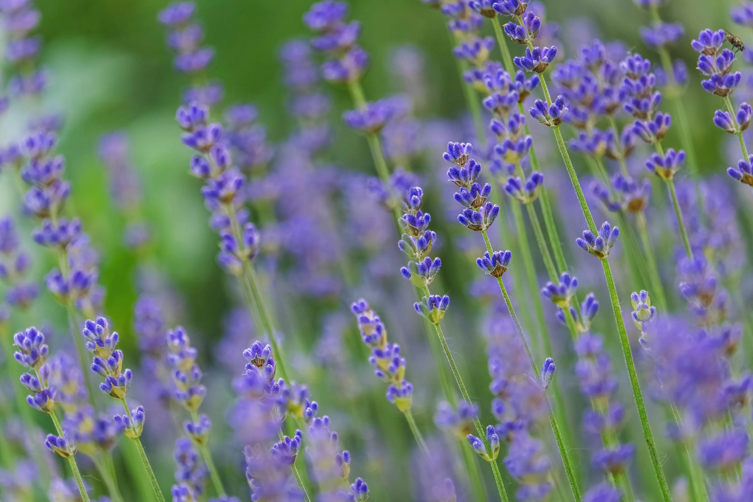 Growing Lavender: A Beginner's Guide
