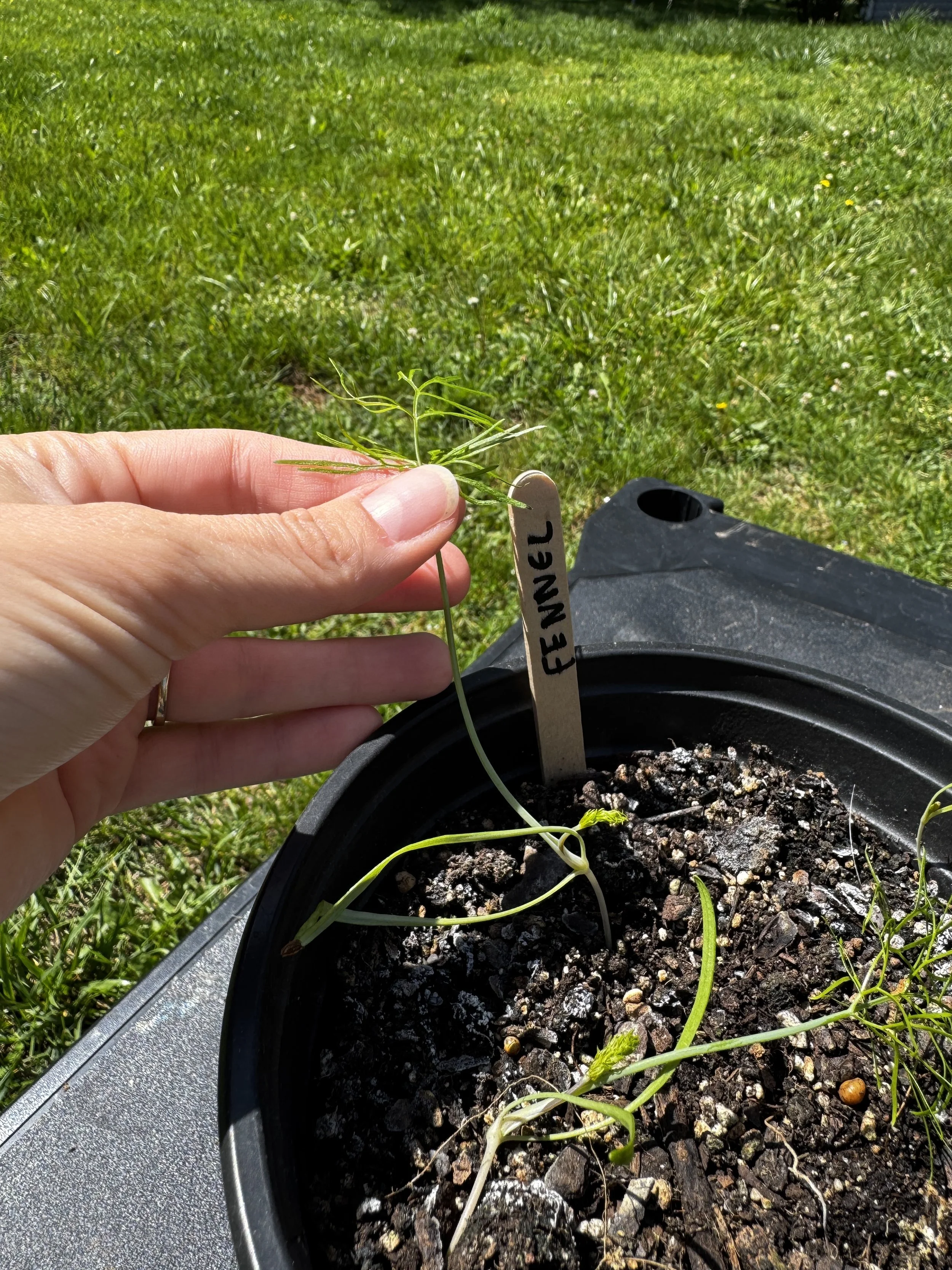 Why Are My Seedlings Leggy?