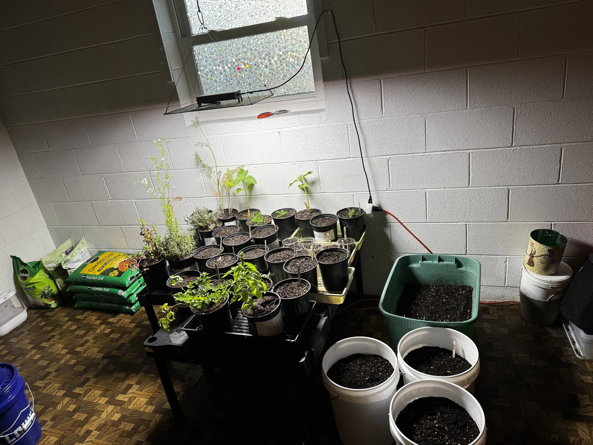 May Garden Update