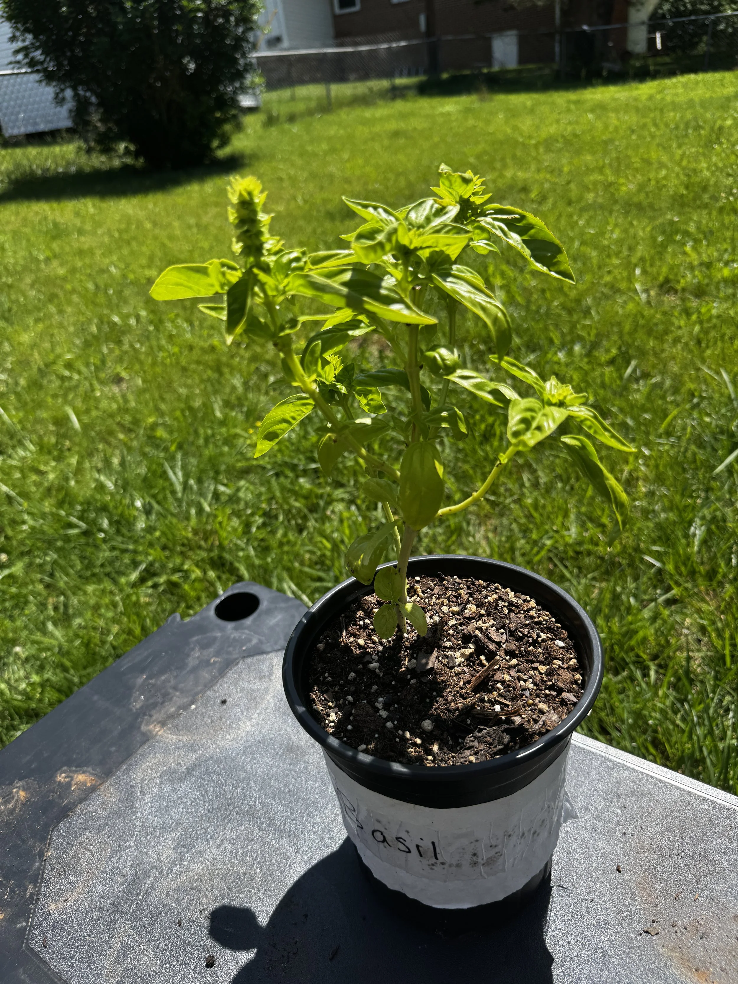 Green basil from 1 week prior