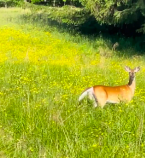 Screen Shot 2024-01-23 at 8.33.41 PM.png