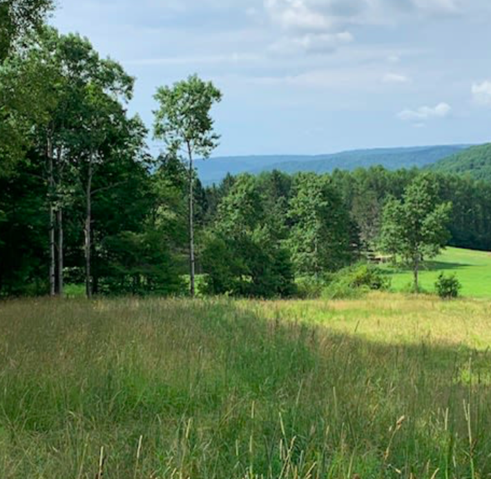 Screen Shot 2025-06-26 at 1.02.21 PM.png