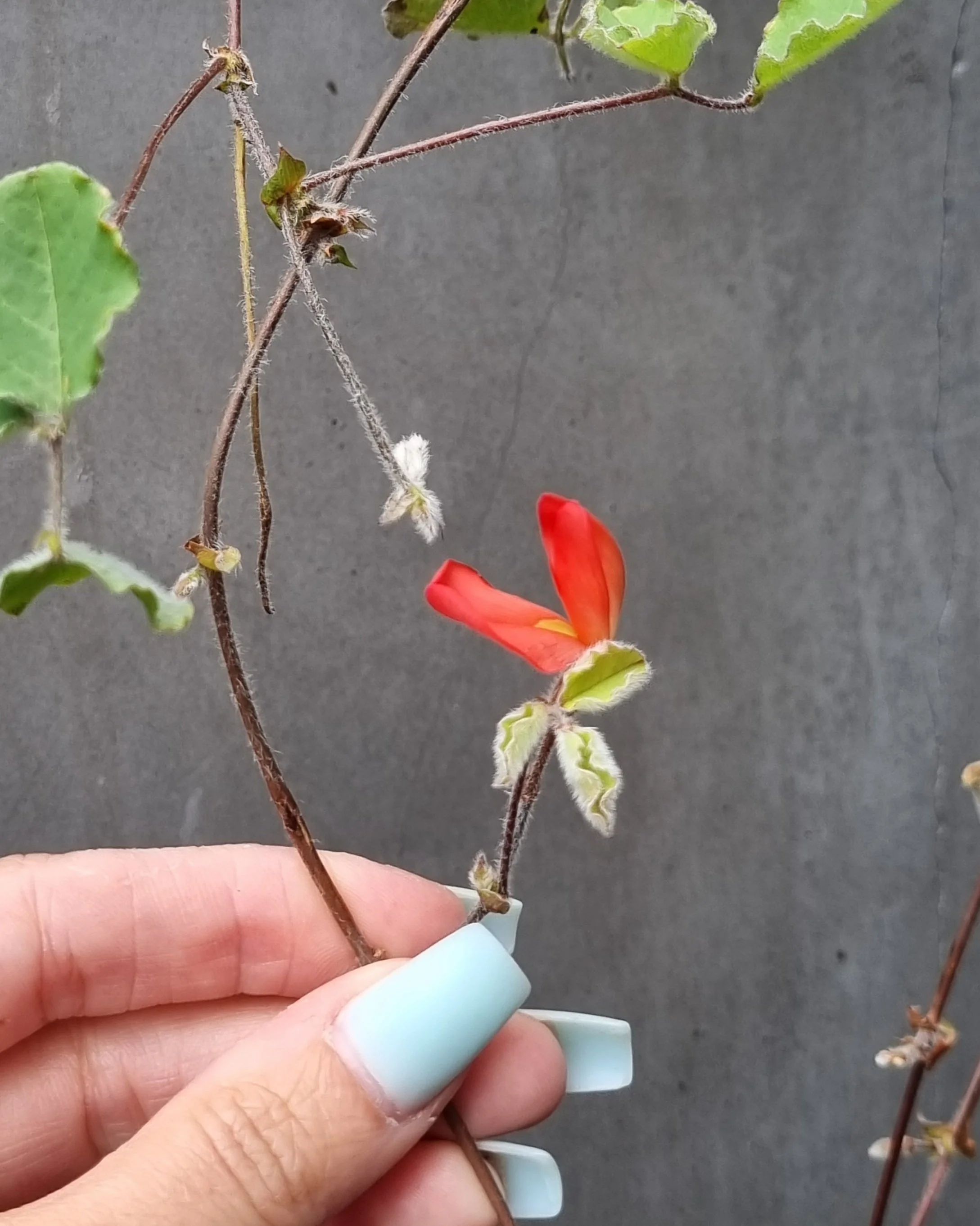 Running Postman Flower of Boroondara, Wine bar name after 