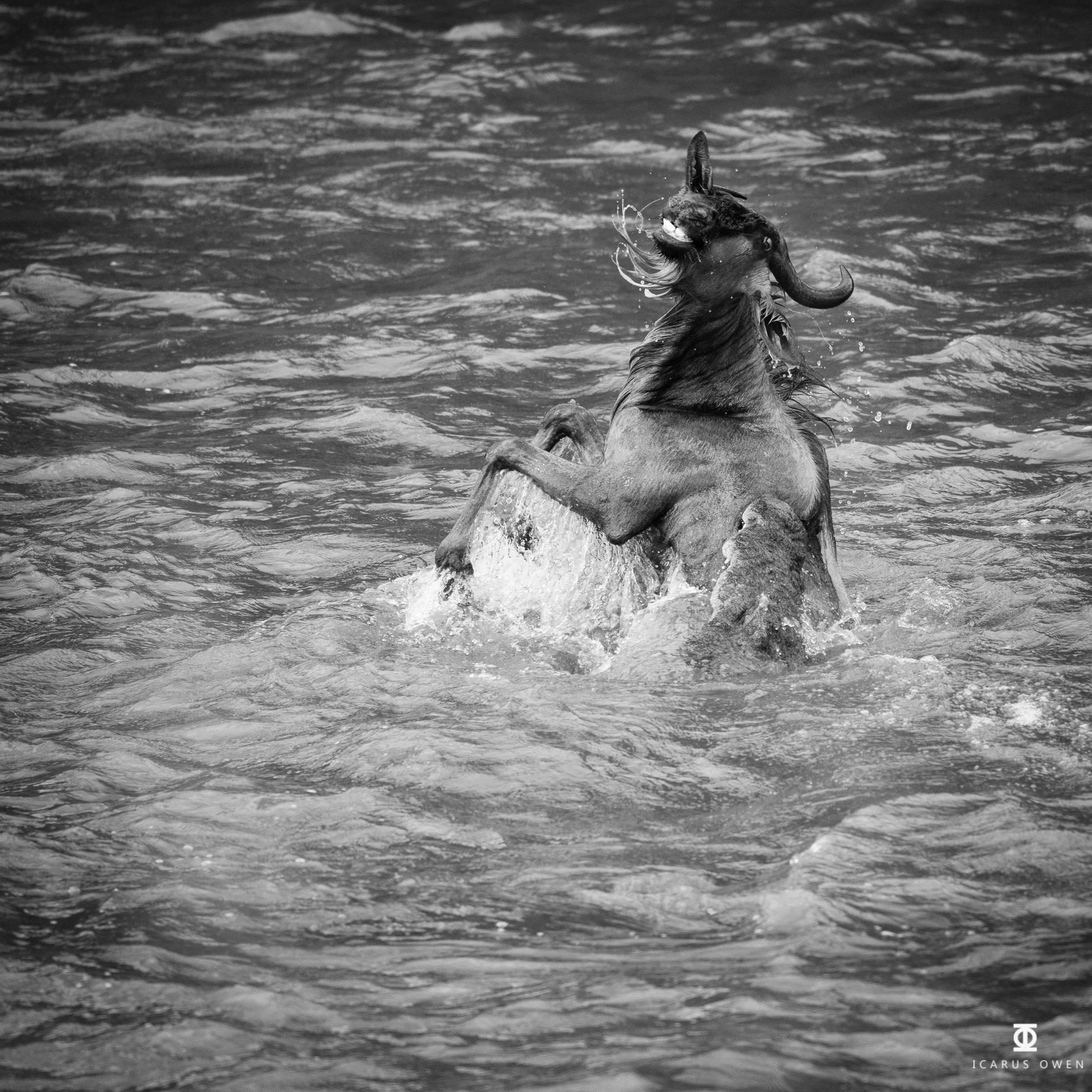 Wildebeest and crocodile in Mara River, Kenya
