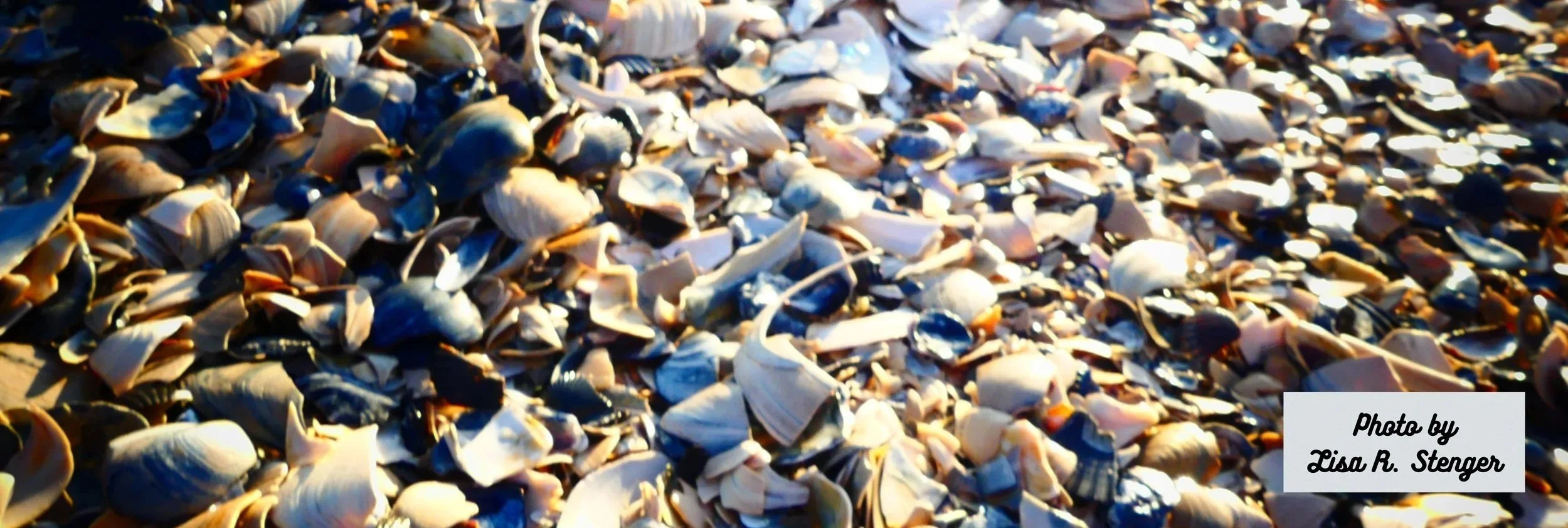 Broken Promises Blog by Lisa Stenger