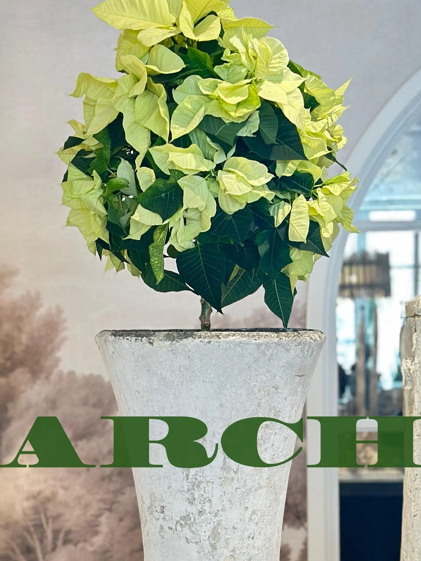 Poinsettia topiaries just arrived and much more #whilesupplieslast #holidaysarenow