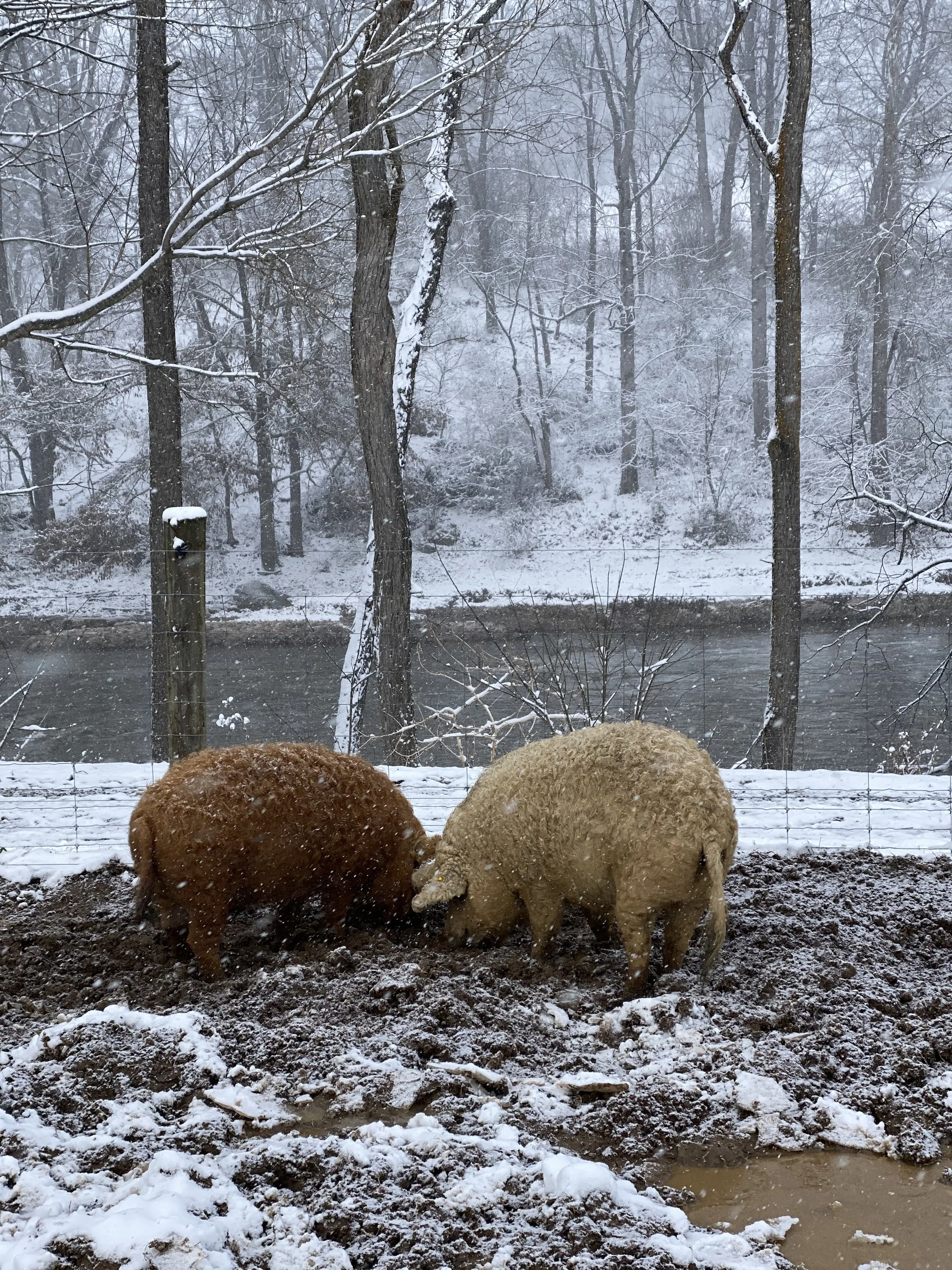 Winter Pigs.jpeg