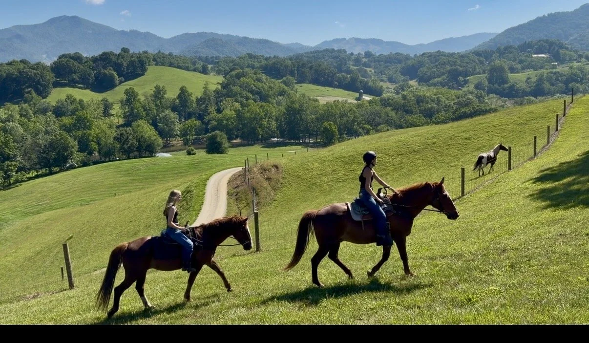 Horses in View.jpg