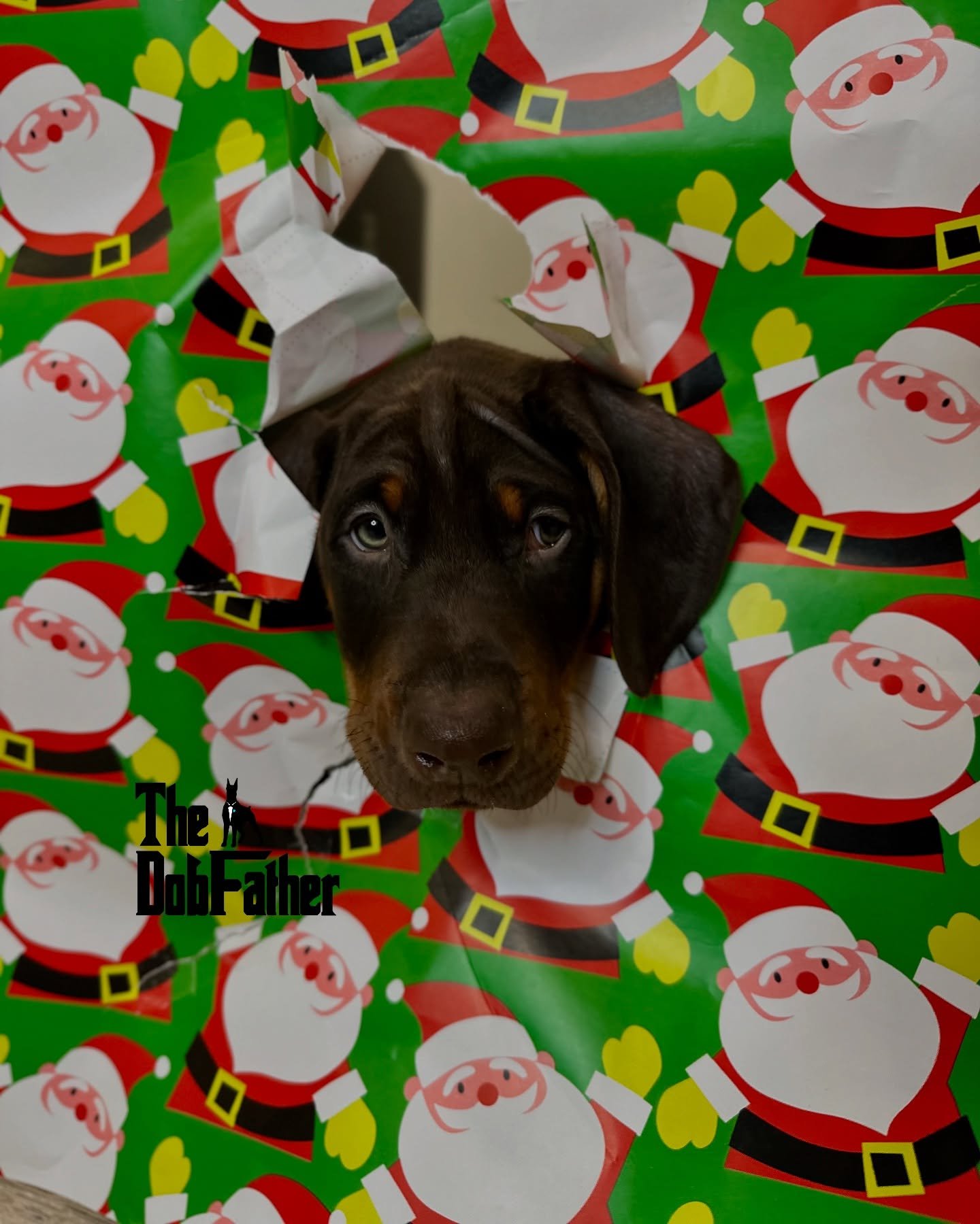 Merry Christmas from a fee of us at The DobFather.  #merrychristmas #thedobfather #thewrappingpaperchallenge  #doberman #dobermann #dogoftheday #dobermanpinscher #doginstagram #dobie #dobermanbreeder #dobermanofcanada