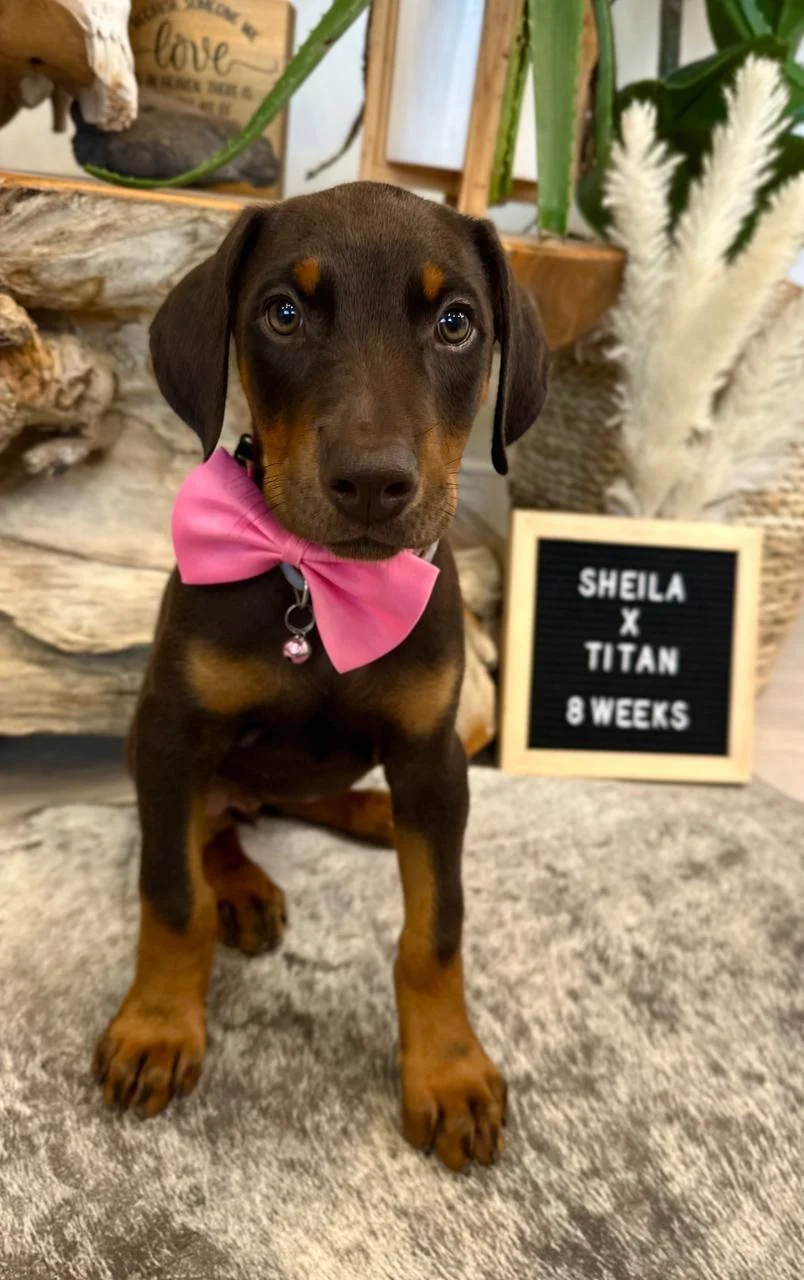 THE DOBFATHER'S TH SHEILA X THE DOBFATHERS TO THE POINT TITAN