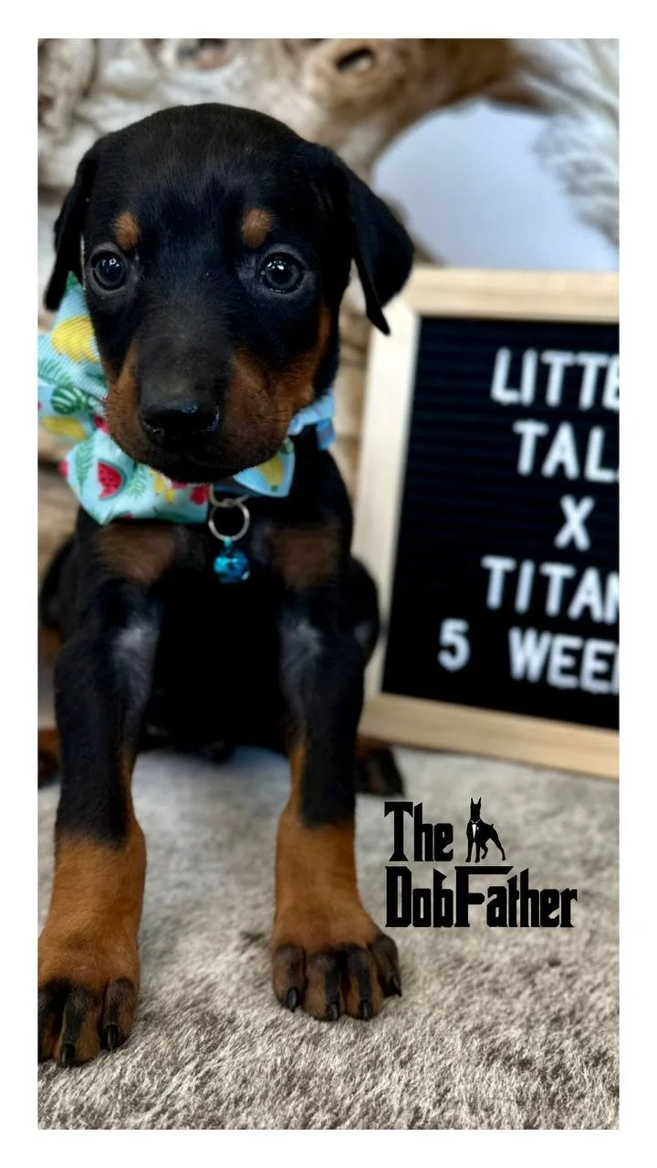 THE DOBFATHER'S NOFX TALA x THE DOBFATHER'S GET TO THE POINT TITAN