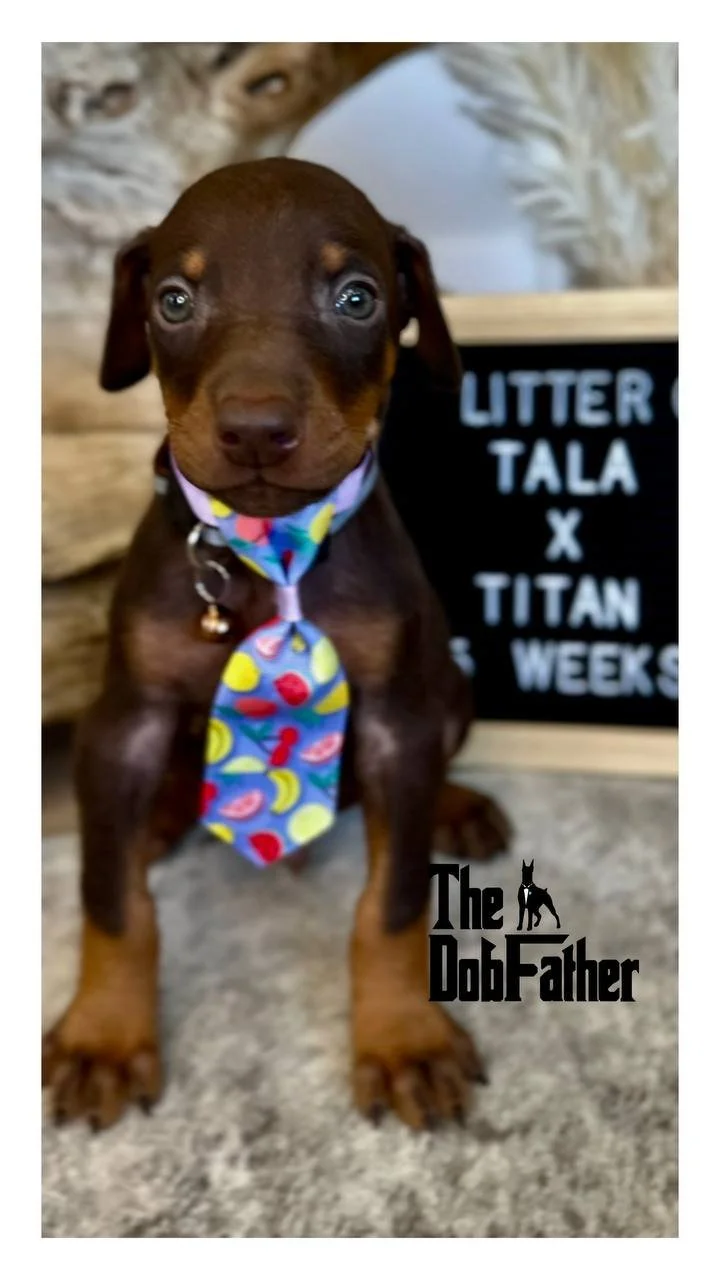 THE DOBFATHER'S NOFX TALA x THE DOBFATHER'S GET TO THE POINT TITAN