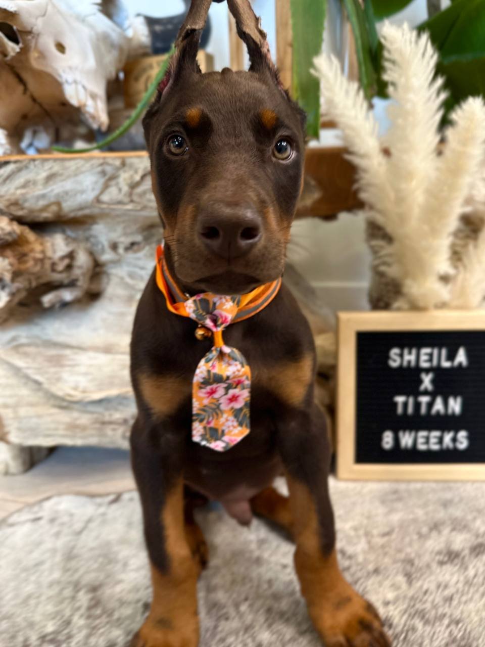 THE DOBFATHER'S TH SHEILA X THE DOBFATHERS TO THE POINT TITAN