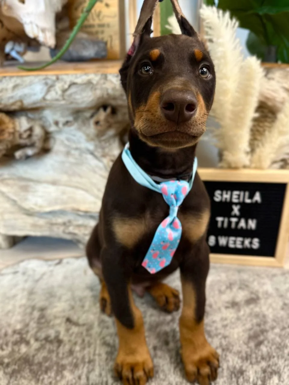 THE DOBFATHER'S TH SHEILA X THE DOBFATHERS TO THE POINT TITAN