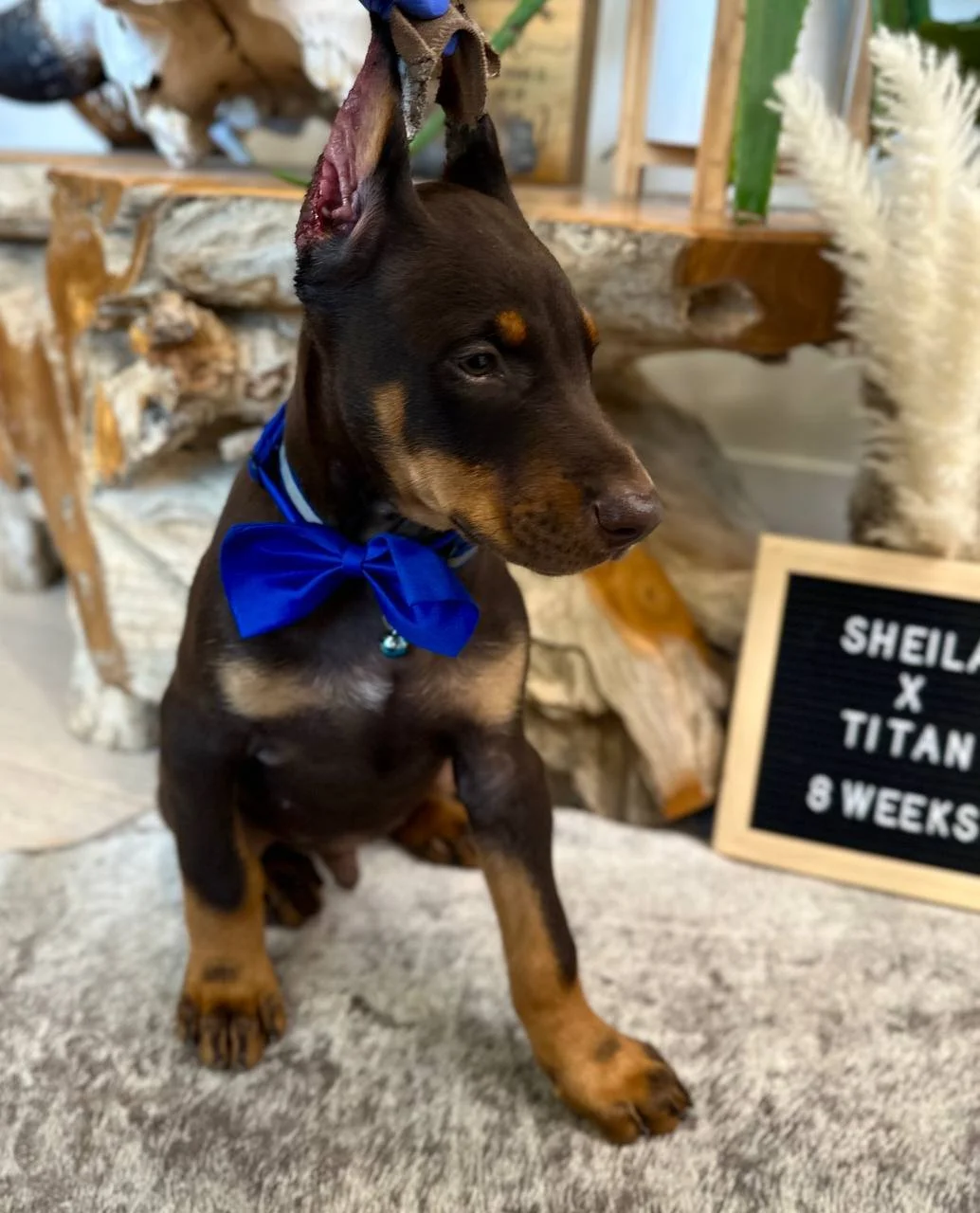 THE DOBFATHER'S TH SHEILA X THE DOBFATHERS TO THE POINT TITAN