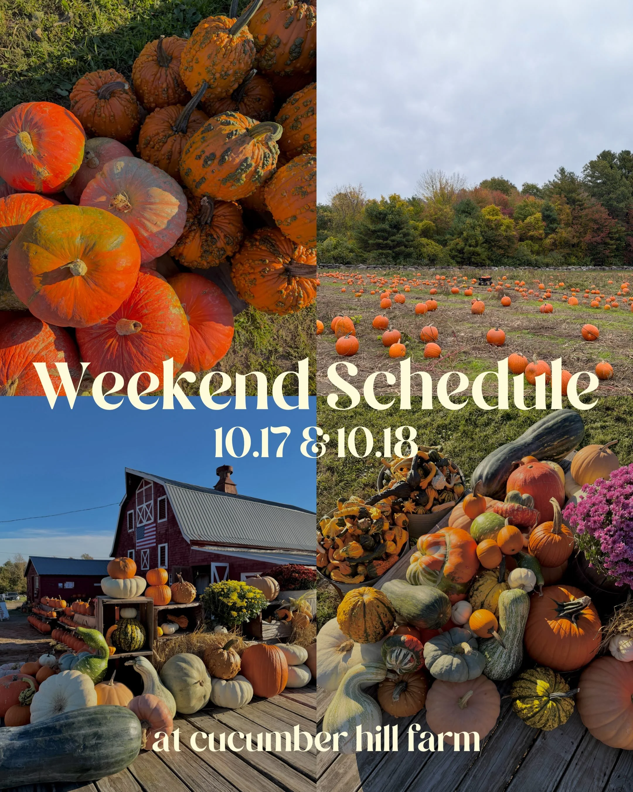🍁our weekend schedule is here! Stop by for our fall activities and some amazing fall foliage!🍂
important note!! with the rain we got last weekend and tonight, the maze and pumpkin patch may be muddy! Wear your boots!🥾 #cucumberhillfarm #rifarm #fa