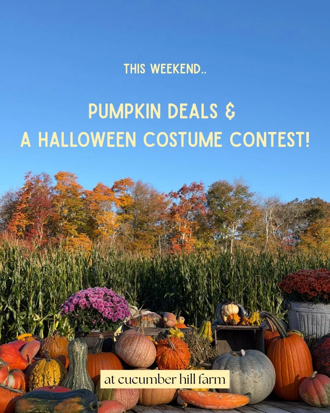 You won&rsquo;t want to miss our final weekend!🍁

Need to stock up on squash for the holidays and decorations for Thanksgiving?! Or just need a last minute carving pumpkin for Halloween night? 👻

The BOGO pumpkin deal applies to ALL pumpkins and sq