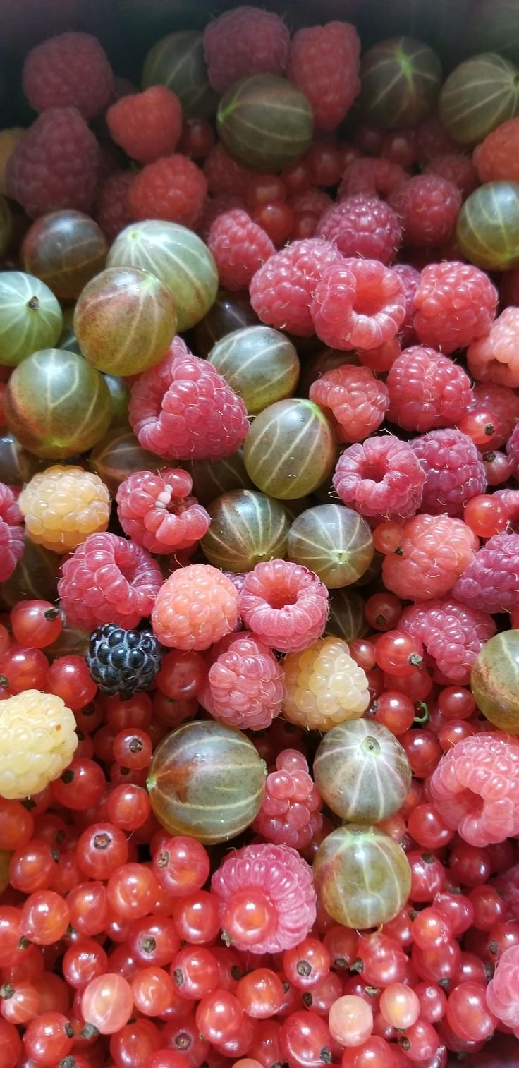 Making a Raspberry, Gooseberry, Red Currant preserve all from the garden!.jpeg