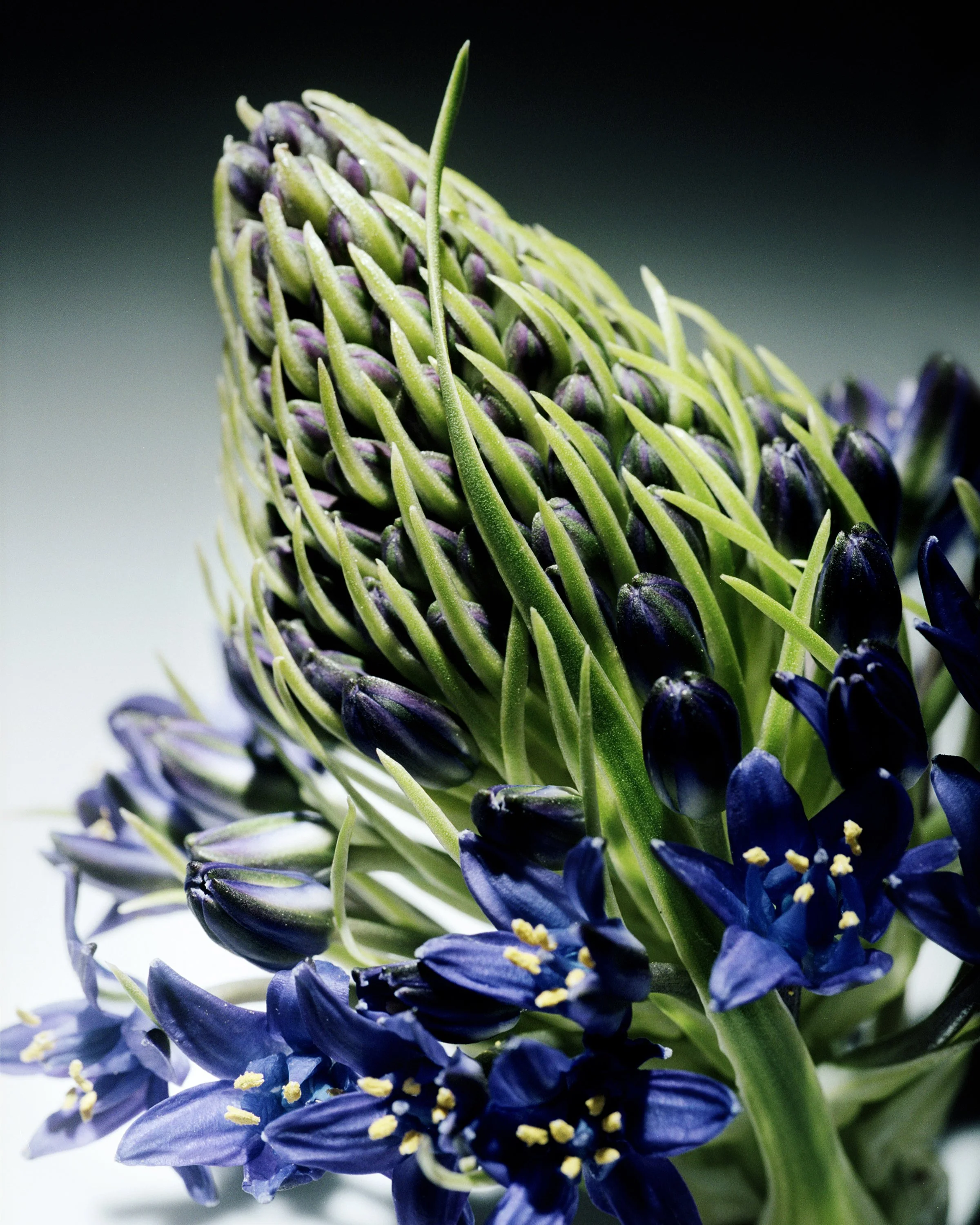 Navada_HS_Still_Life_08.jpg